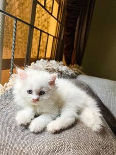 persian kittens for sale pure breed cats