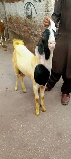 Desi Bakra / Andal Bakra / Dogla Bakra / Mundra Bakra