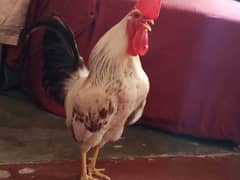 rooster for sale