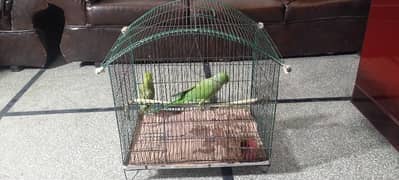 parrot pair with cage for sale