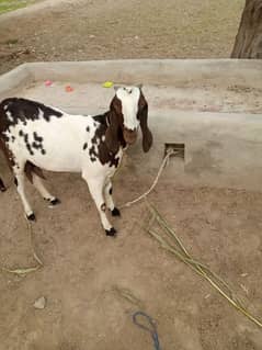 gulabi bakri for sale 0347//018//9449//