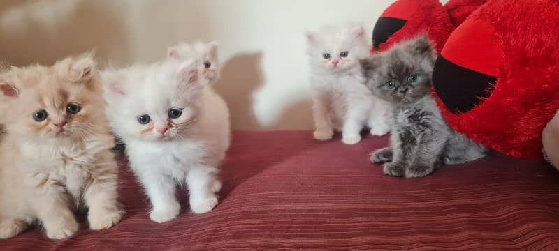 Persian Kittens - Tripple Coat 13