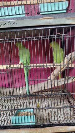 parrot sale