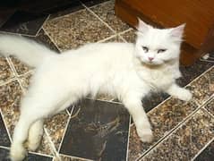 Persian kittens with cat for sale