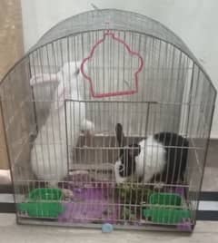 rabbit pair for sale