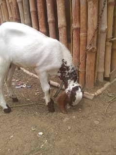 Bakra for sale