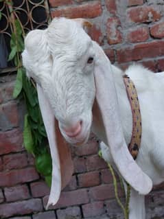 Bakra (Goat)