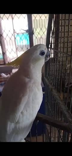 Triton Cockatoos available