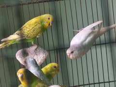 budgie 4pair and red eye female