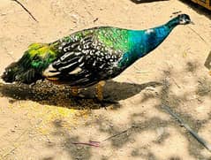 peacock male moor