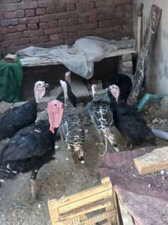 Turkey pair 100% healthy available in sialkot sambrial