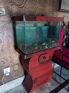Fish Aquarium Setup