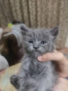 I SALE MY PERSIAN MAIL AND FEMALE KIDN  1/1/2 MONTH Age 03064336487