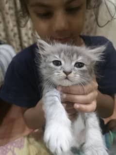 I SALE MY PERSIAN MAIL AND FEMALE KIDN  1/1/2 MONTH Age 03064336487