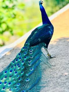 black shoulder peacock