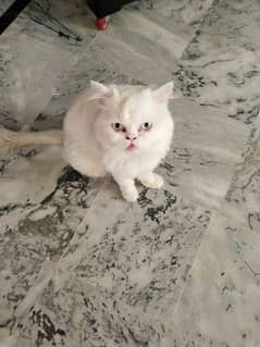 persian adult male cat