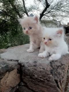 cute kittens