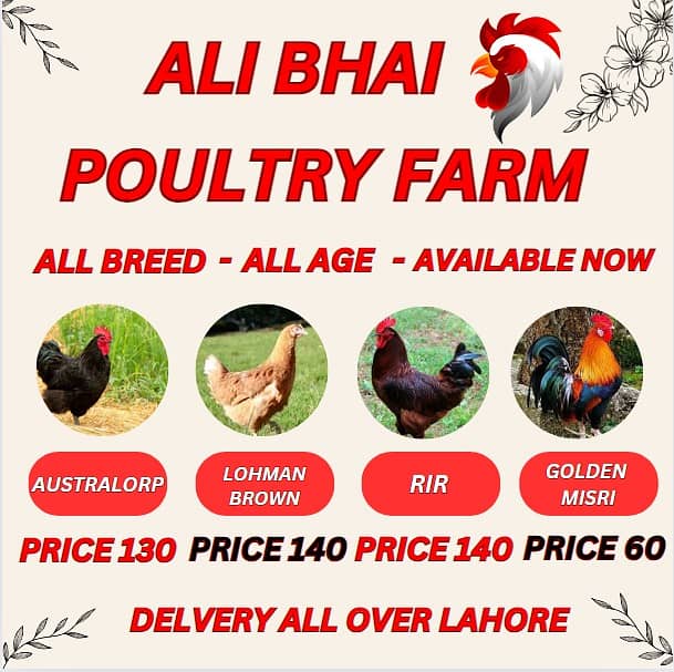 golden misri | Austrolop| Lohman Brown|  RIR chick| hens| murghi |cage 0