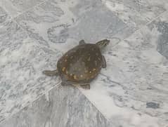 Turtle for sale