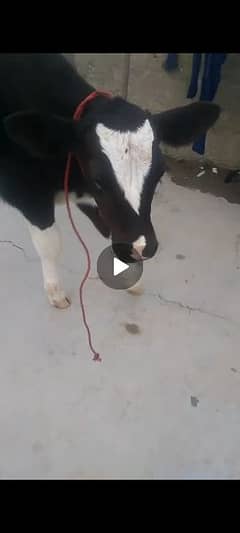 cow kids 2 kids male for sale mashallah healthy end active