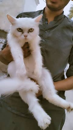 Persian cat for sale age 2 years