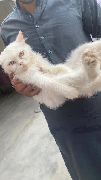 Persian cat for sale age 2 years 1