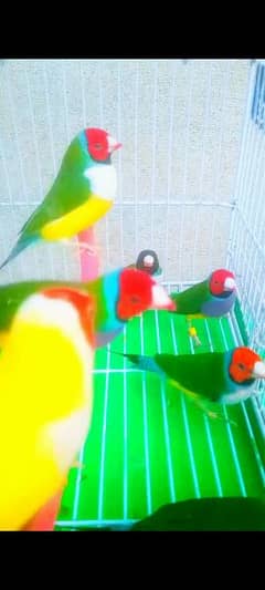 Gouldian