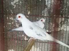Blue pied Red pied breeder pairs High Quality