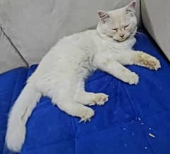 persian male cat for sale