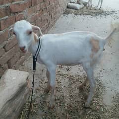 beautiful pair bakri or path