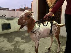 Bakri Goat