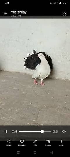 black tail Fancy pigeon A*quality