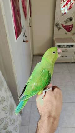 Ringneck Chick 2 Months Age