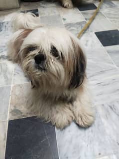 Shihtzu male 4 Stud Only