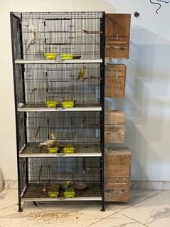 birds with cage and box