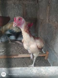 I am selling my hens Aseel