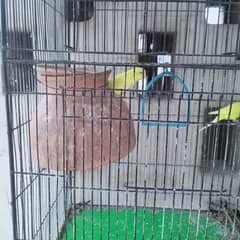 parrots with cage