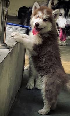 Siberian husky puppy woolly coat