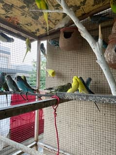 australian budgie healthy breeding pair