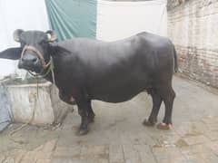 buffalo for selling  6 months pregnant  450000