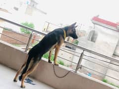 german shepherd dog age 1.5 yers