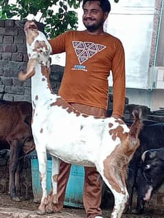 Nagra Gaban Bakri