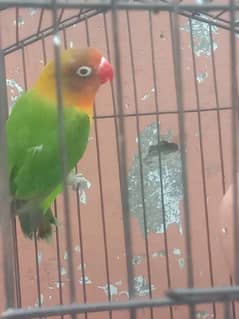 female lovebird