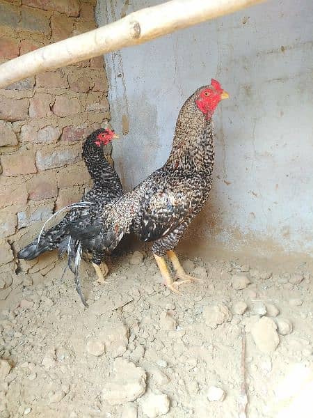 Aseel Pair | Murgha | Aseel hen | Aseel for sale 0