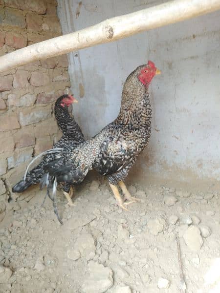 Aseel Pair | Murgha | Aseel hen | Aseel for sale 2