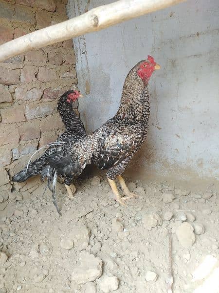 Aseel Pair | Murgha | Aseel hen | Aseel for sale 3