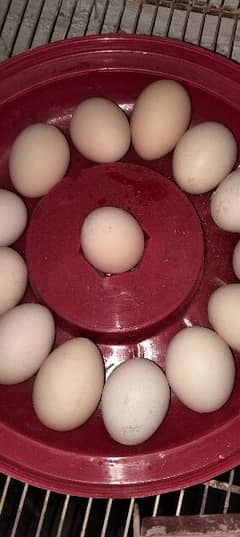 aseel eggs mianwali