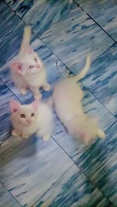 white kittens urgent sale