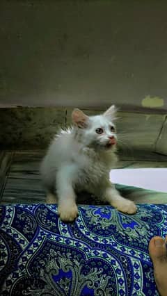 baby kitten white 3 coat