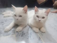 Persian cat pair